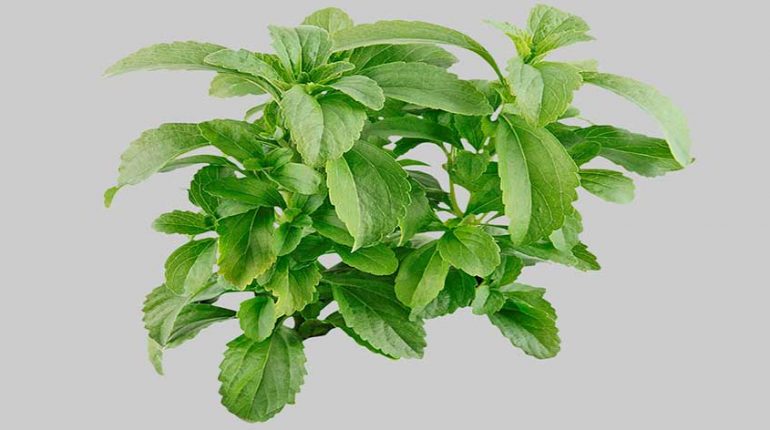 Stevia ABoomerLifestyle