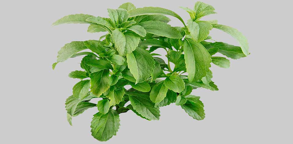 Stevia